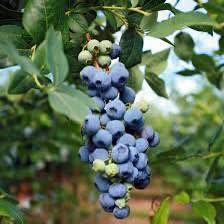 'Sweet Heart' Blueberry