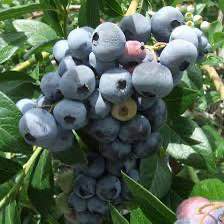 'Bonus' Blueberry