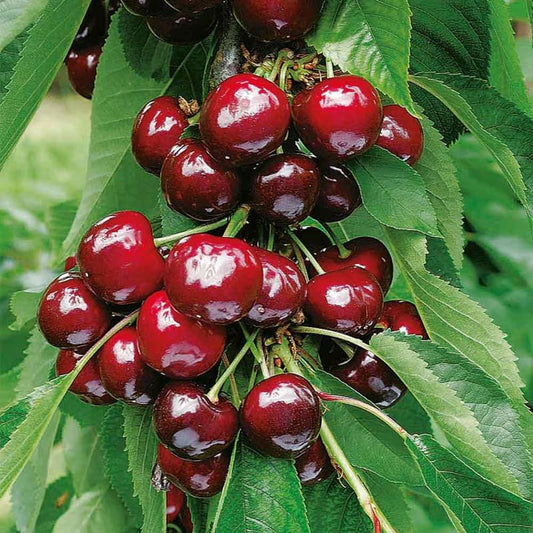 Compact Seli Cherry, Grafted, 9 ft Tall, 10 Gallon Pot