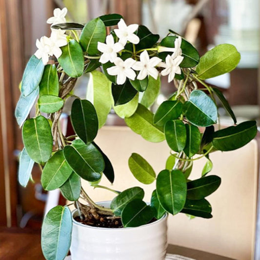 Madagascar Jasmine Plant
