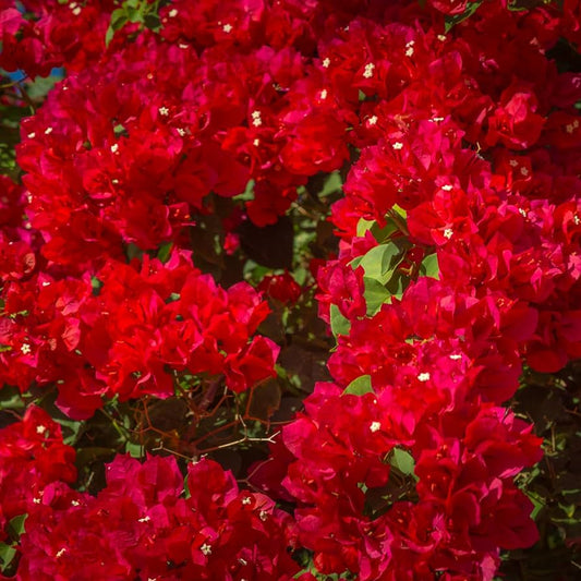Exotic Bougainvillea Plant