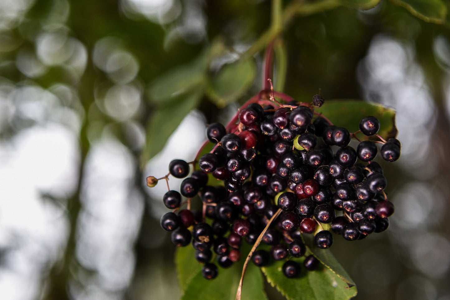 York Elderberry