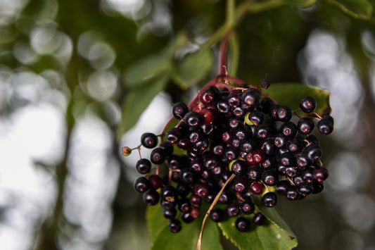 York Elderberry