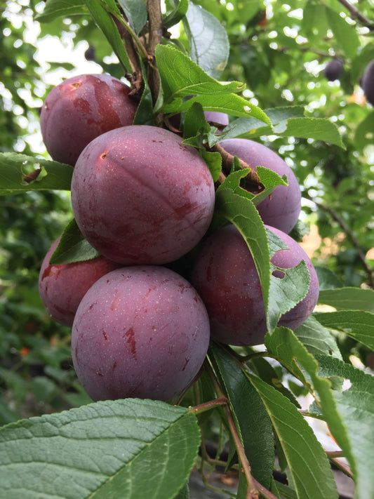 Methley Plum Tree -  6 feet tall