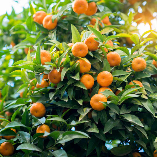 Satsuma Mandarin Tree, 3 Gallon Pot