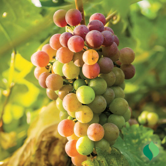 Triumph Muscadine Plant