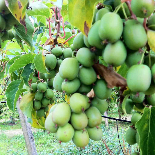 Anna Kiwi Cold Hardy Plant