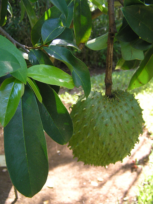 Soursop Tree - 5 Gallon Pot
