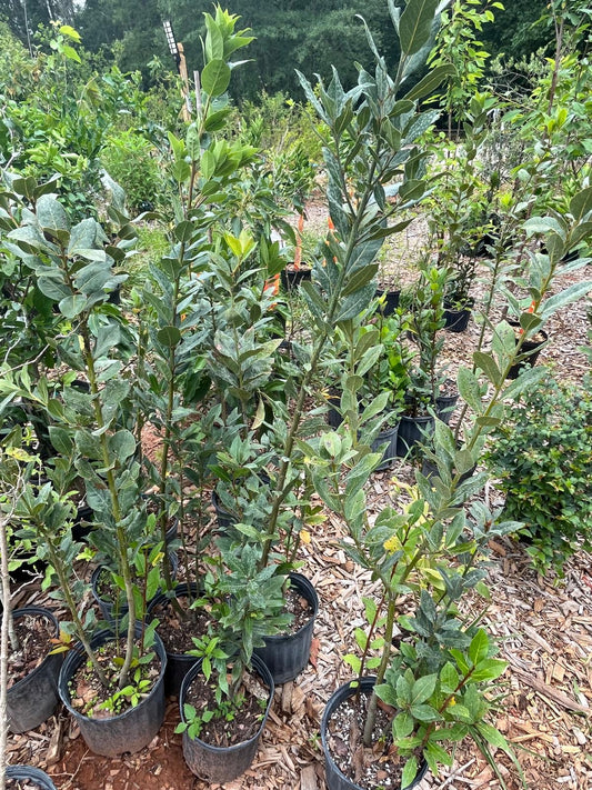 Bay Laurel - 3 Gallon Pot