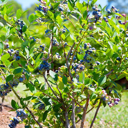 Ochlockonee Blueberry, 3 Gallon Pot