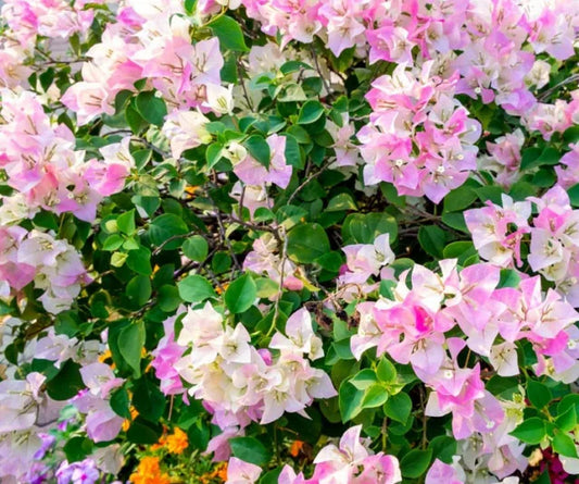 Pink and White Bougainvillea - 1 Gallon Pot