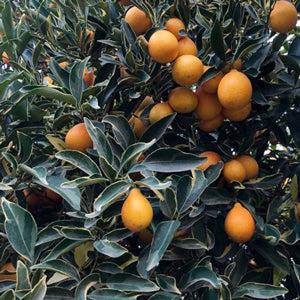 Centennial Variegated Kumquat Tree, 5 Gallon Pot