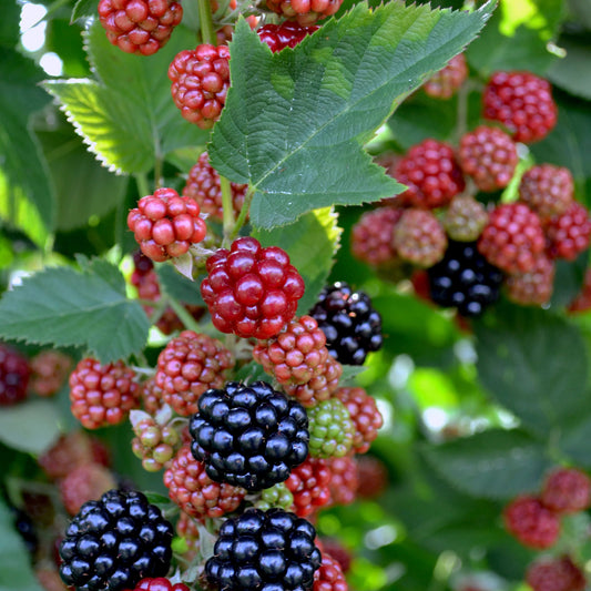 Blackberries Chester Plant, 1 Gallon