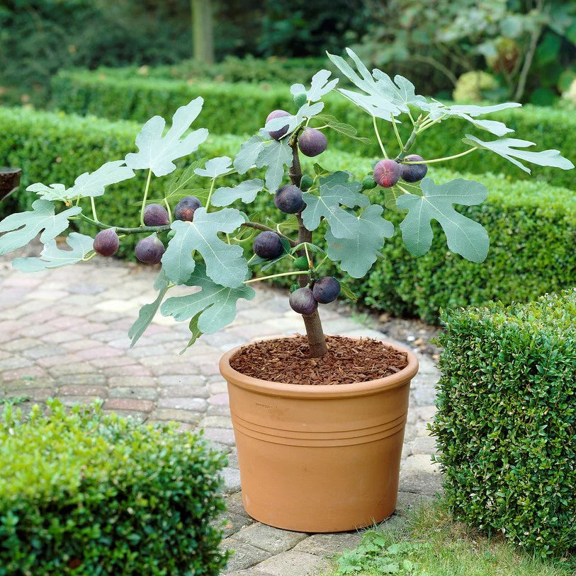 Chicago Hardy Fig Tree, 5 Feet Tall