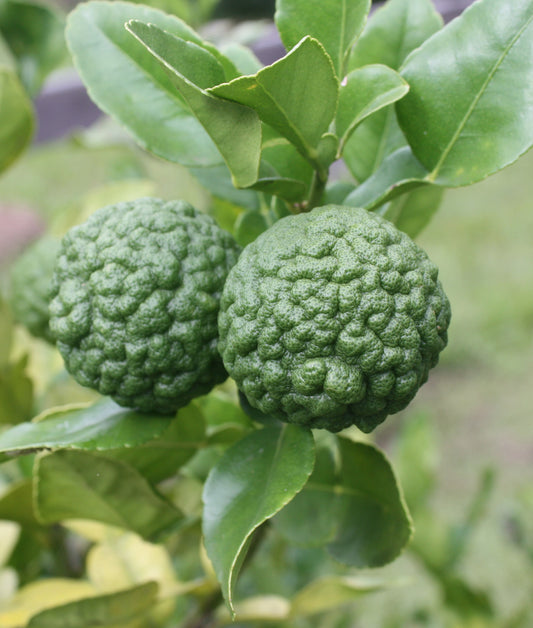 Kaffir Lime Tree - 5 gallon pot