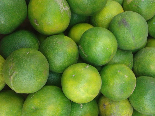 Indian Sweet Lime - 5 Gallon Pot