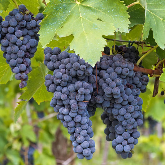 Concord Grape Plants, 2 Gallon Pots