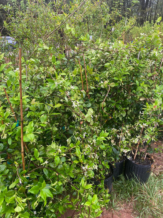 Confederate ( Star ) Jasmine 5G