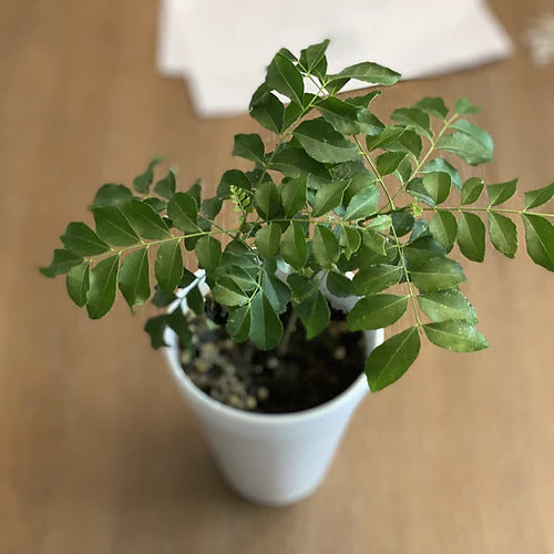 Curry Leaf Plant