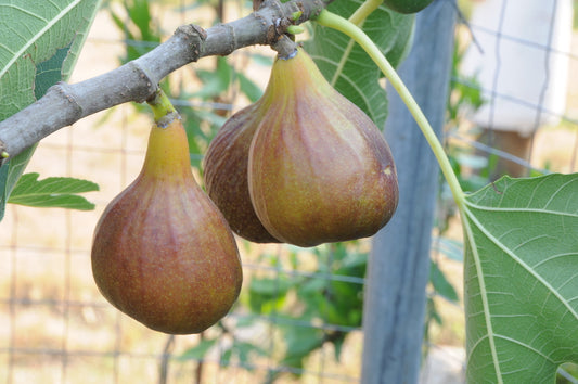 Olympian Fig Tree - 3 Gallon Pot
