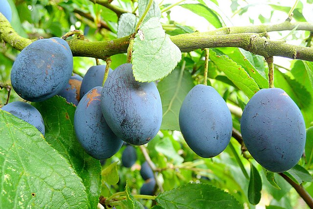Blue Damson Plum Tree