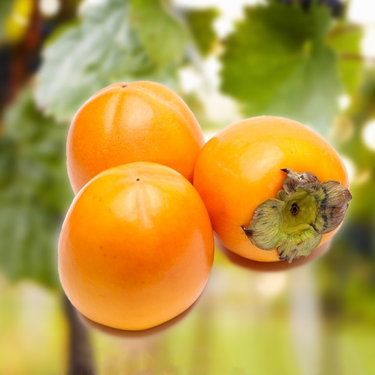 Matsumoto Persimmon Tree, 3 Gallon Pot
