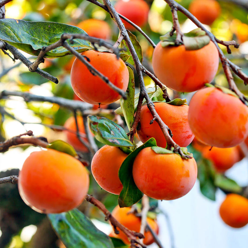 Chocolate Persimmon Tree, grafted, 5 Gallon Pot