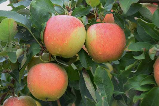 Gala Apple Tree - 6 feet tall