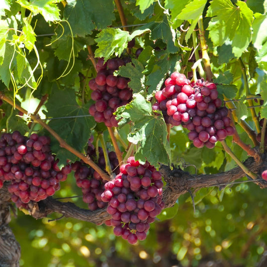 Catawba Grape Vine, 2 Gallon Pot