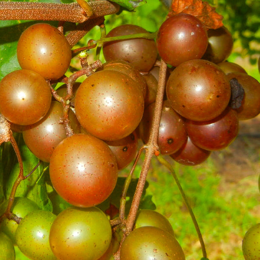 Bronze Scuppernongs, 3-Year-Old Plant