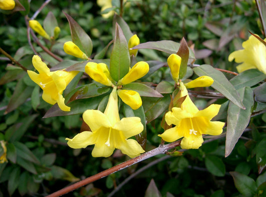 Carolina Jessamine - 3 Gallon Pot