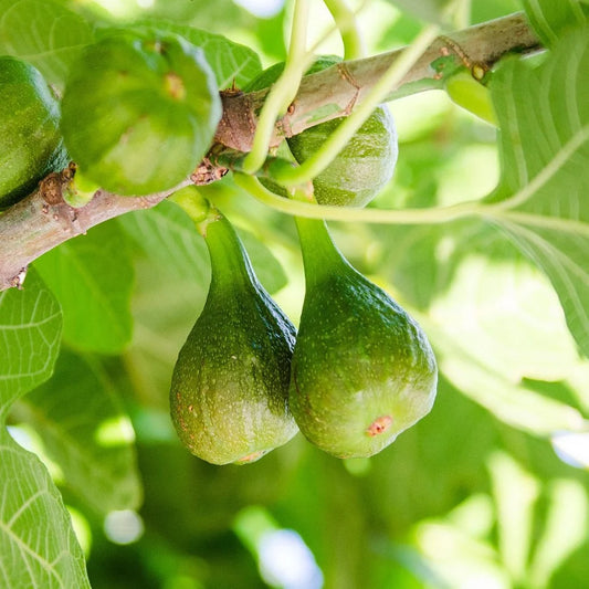 Desert King Fig Tree - 3 Gallon Pot