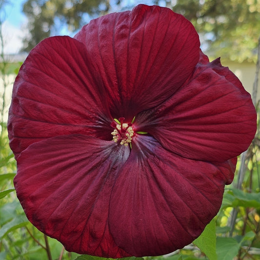 Cold Hardy Perennial Hibiscus Plant