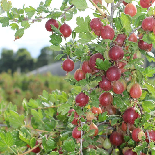 Gooseberries Hinnomaki Red