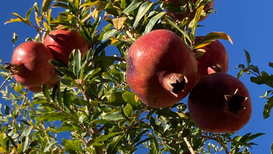 Vkuysni Pomegranate Tree