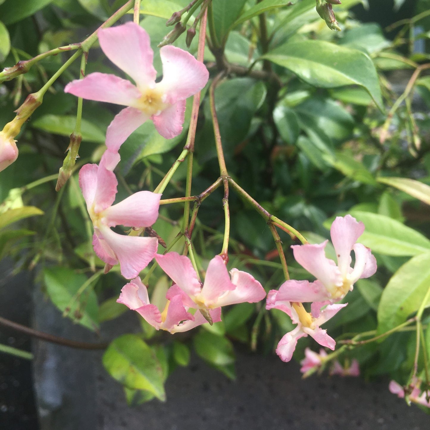 Pink Star Jasmine, 3 Gallon Pot