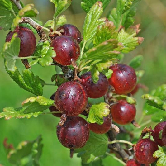 Gooseberries Jeanne Plant