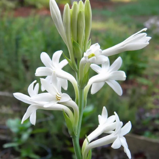 Tuberose, Single Petal (One Plant)