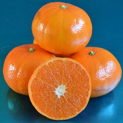 Murcott (Honey Tangerine) Tree - 5 Gallon Pot