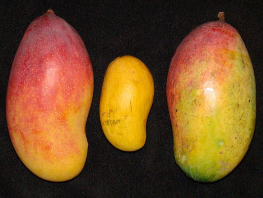 Valencia Pride Mango Plant - 5 Gallon Pot