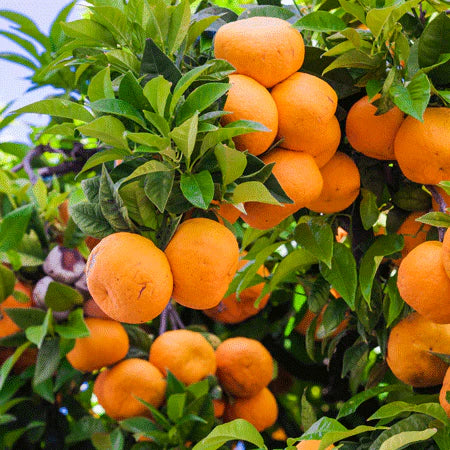 Murcott Mandarin, 5 Gallon Pot