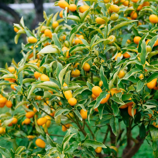 Nagami Kumquat Grafted Tree