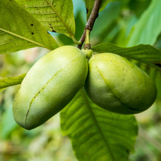 Mango Paw Paw Tree, 5 Gallon Pot