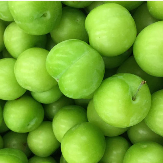 Persian Sour Plum "Gojeh Sabz" Tree - 10 Gallon (ARRIVING SOON)