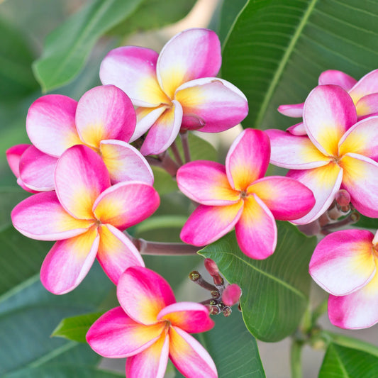 Fragrant Plumeria, 3 Gallon Pot