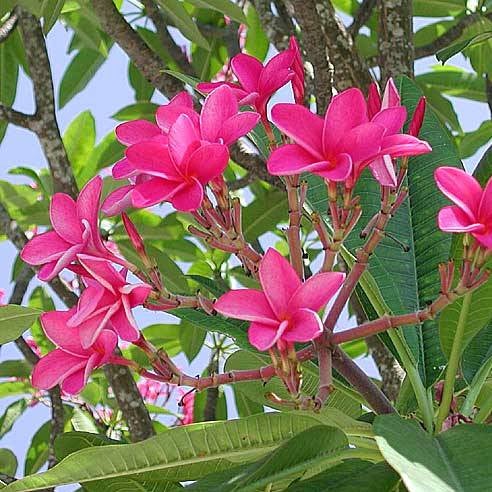 Plumeria Pink Tree (Red Frangipani / Red Jasmine / Temple Tree)