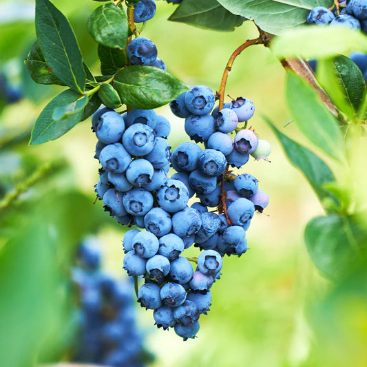 Powder Blue Blueberry Plant