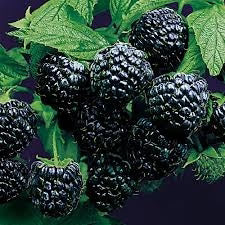 Raspberry Black Delicious Plant