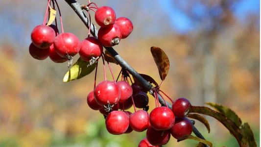 Robinson Crabapple Tree