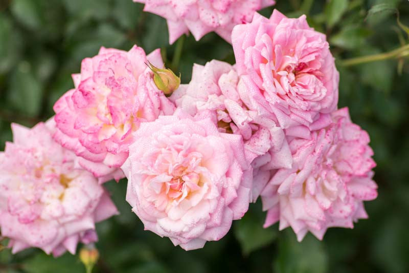Sweet Drift Rose